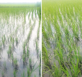 榆樹懷家農場缽育擺栽六行