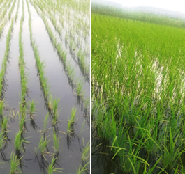 榆樹市大坡鎮南方村侯山屯